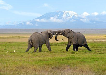 Paza Adventure Africa 10 Days Masai Mara, Lake Nakuru, Samburu, Sweetwaters, Treehotel & Amboseli Safari