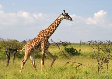 Paza Adventure Africa 11 Days Kenya Classic Safari – Mara, Nakuru, Mt Kenya, Samburu & Mombasa