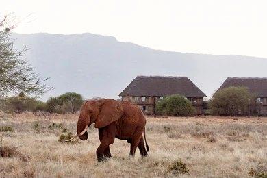 Paza Adventure Africa 11 Days Kenya Classic Safari – Mara, Nakuru, Mt Kenya, Samburu & Mombasa