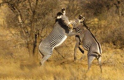 Paza Adventure Africa 11 Days Kenya Classic Safari – Mara, Nakuru, Mt Kenya, Samburu & Mombasa