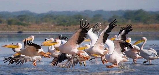 Paza Adventure Africa 21 Days Kenya Explored
