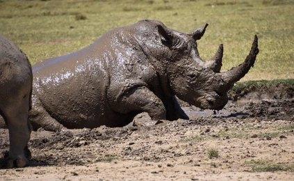 Paza Adventure Africa 21 Days Kenya Explored