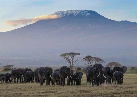 3 Days Amboseli Wildelife Safari