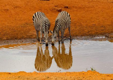 Paza Adventure Africa 3 Days Amboseli Wildelife Safari