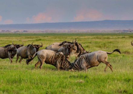 Paza Adventure Africa 3 Days Amboseli Wildelife Safari