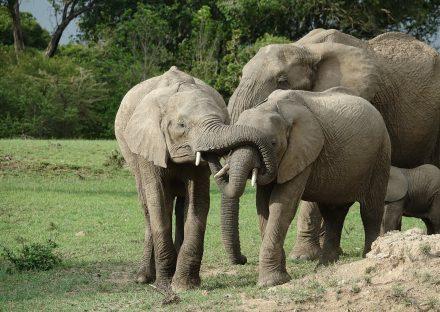 Paza Adventure Africa 3 Days Masai Mara Budget Safari Package