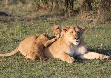 Paza Adventure Africa 3 Days Masai Mara Budget Safari Package