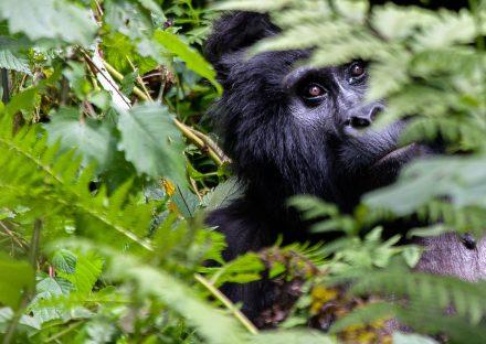 Paza Adventure Africa 3 Days Uganda Gorilla Tracking Tour