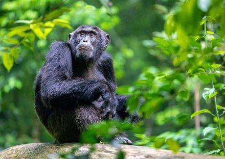 Paza Adventure Africa 3 Days Uganda Gorilla Tracking Tour