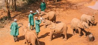 3-Hour Sheldrick Orphanage Baby Elephants Tour from Nairobi