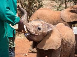 Paza Adventure Africa 3-Hour Sheldrick Orphanage Baby Elephants Tour from Nairobi – Highlights