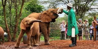 Paza Adventure Africa 3-Hour Sheldrick Orphanage Baby Elephants Tour from Nairobi – Highlights