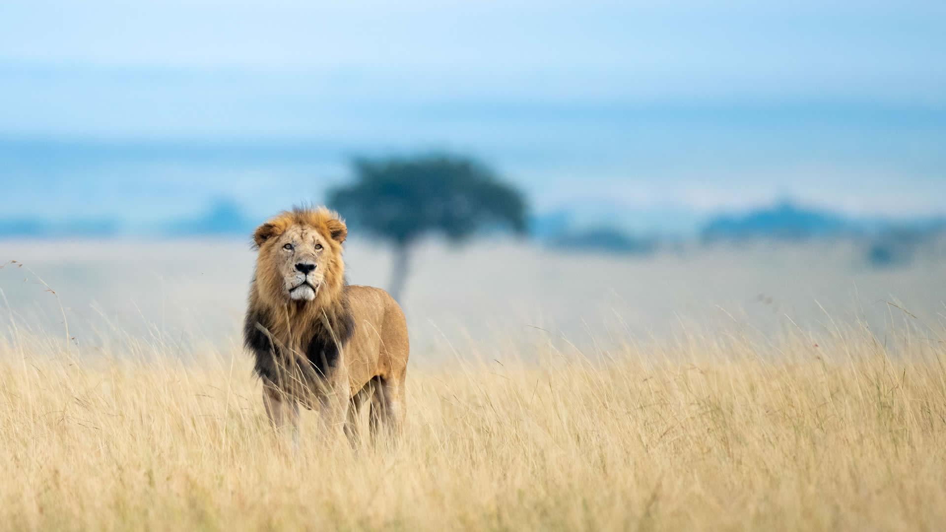 Paza Adventure Africa 4 Days Maasai Mara & Lake Nakuru