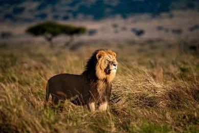 Paza Adventure Africa 4 Days Masai Mara & Lake Nakuru
