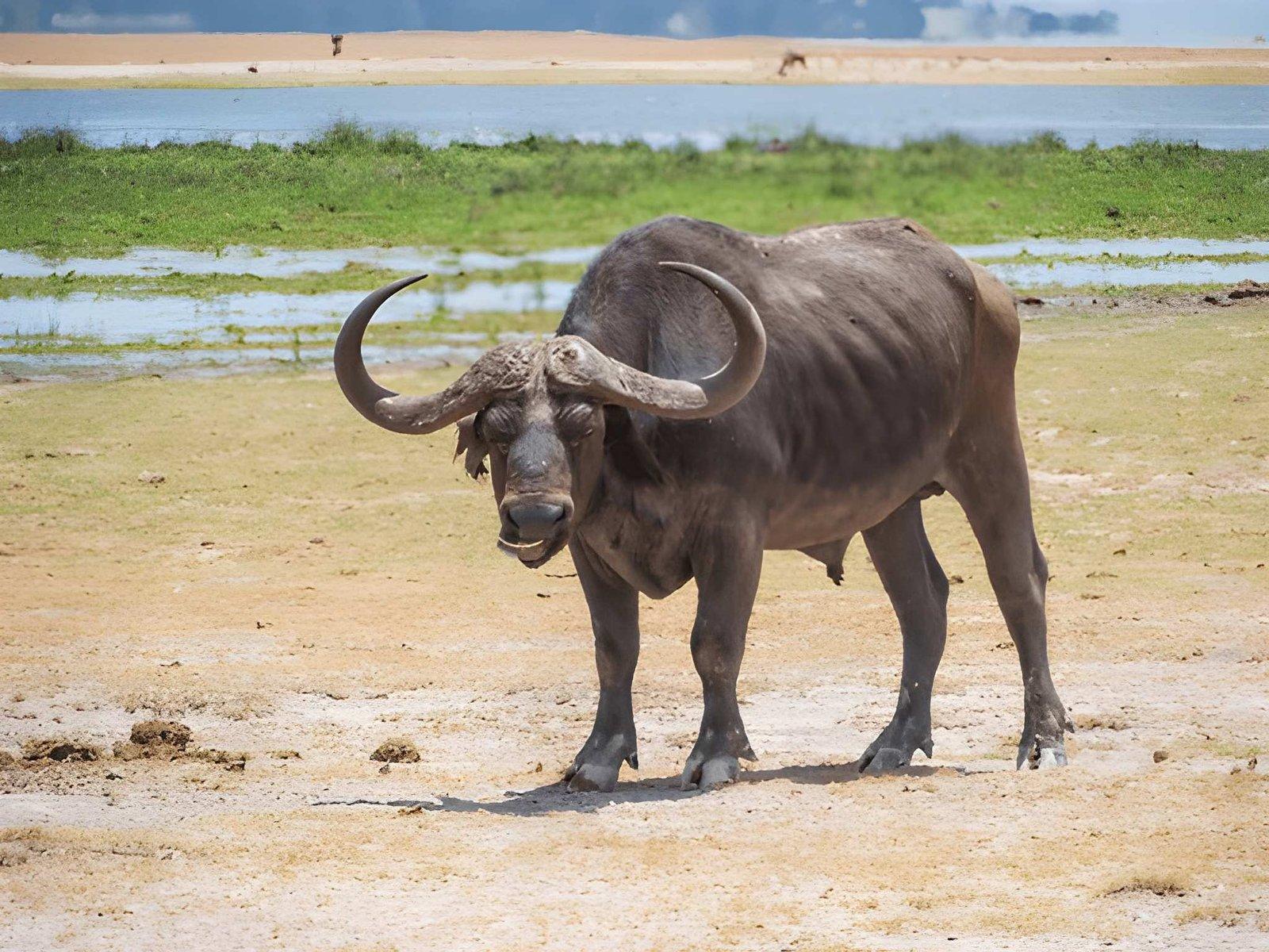 4 Days Tsavo East Amboseli and Tsavo West Safari
