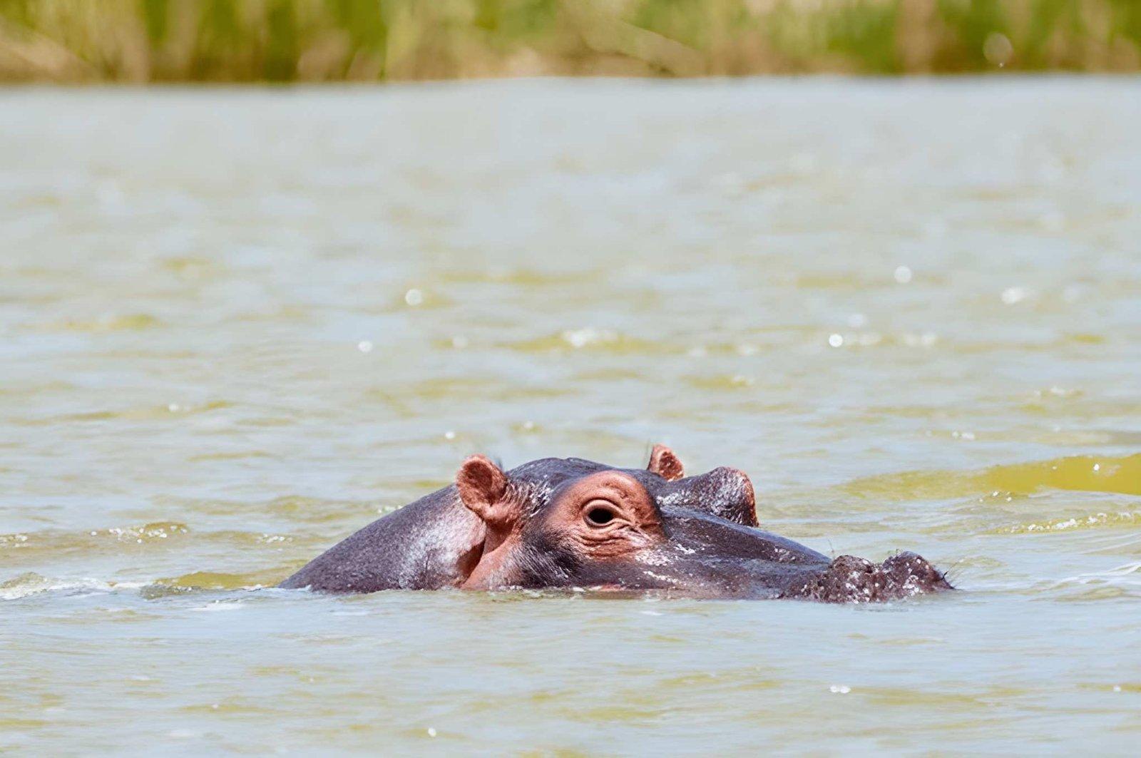 Paza Adventure Africa 4 Days Tsavo East Amboseli and Tsavo West Safari