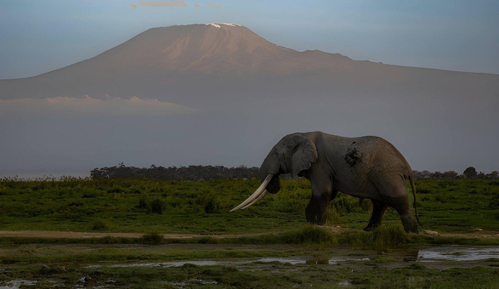 Paza Adventure Africa 4 Days Tsavo East Amboseli and Tsavo West Safari