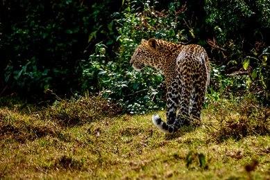 5 Days Aberdares Hiking & Walking Safari