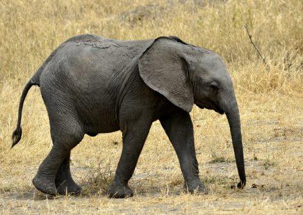 Paza Adventure Africa 5 Days Lake Manyara, Ngorongoro & Tarangire Lodge Safari