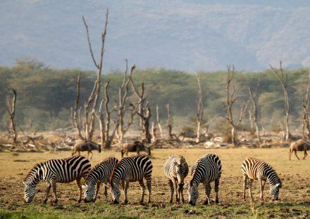 Paza Adventure Africa 5 Days Lake Manyara, Ngorongoro & Tarangire Lodge Safari