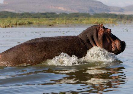Paza Adventure Africa 5 days Masai Mara Lake Nakuru Naivasha hells gate