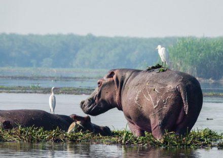 5 Days Murchison Falls & Queen Elizabeth Park Safari