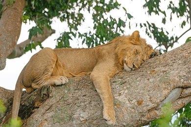 Paza Adventure Africa 5 Days Murchison Falls & Queen Elizabeth Park Safari