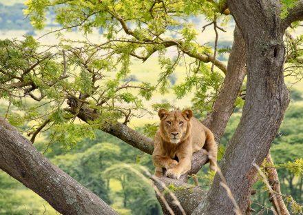 Paza Adventure Africa 5 Days Murchison Falls & Queen Elizabeth Park Safari