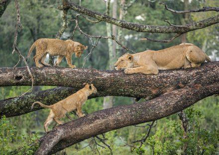6 Days Lake Manyara, Ngorongoro – Budget Adventure Tanzania