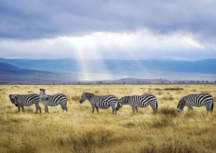 Paza Adventure Africa 6 Days Lake Manyara, Ngorongoro – Budget Adventure Tanzania