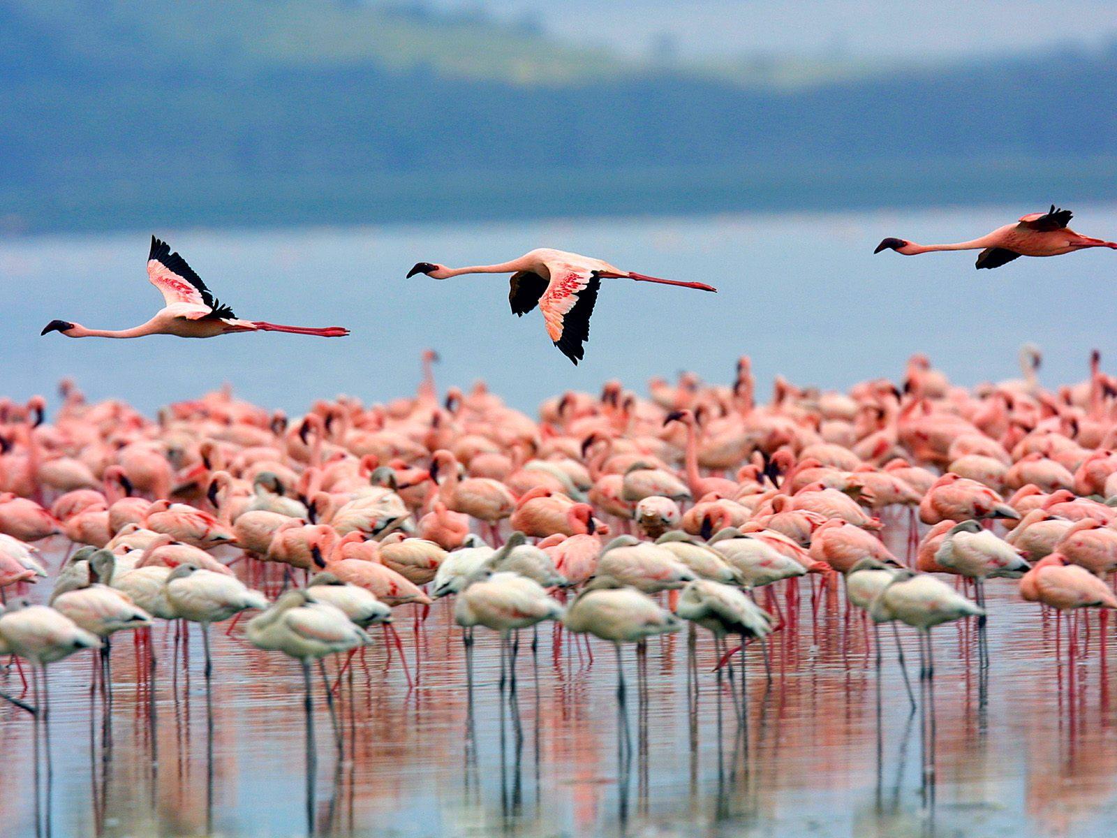 Paza Adventure Africa 6 Days Masai Mara, Lake Nakuru & Amboseli