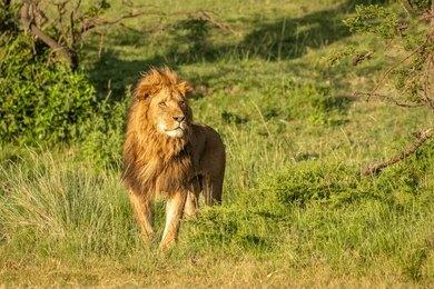 Paza Adventure Africa 6 Days Masai Mara, Lake Nakuru & Amboseli