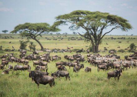 Paza Adventure Africa 7 Days Manyara, Ngorongoro & Serengeti Lodge Safari