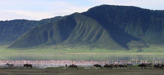 8 Days Lake Manyara, Serengeti & Ngorongoro Crater Safari