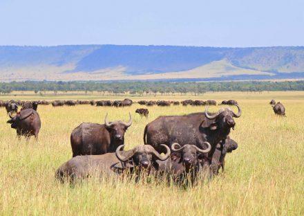 Paza Adventure Africa 8 Days Lake Manyara, Serengeti & Ngorongoro Crater Safari
