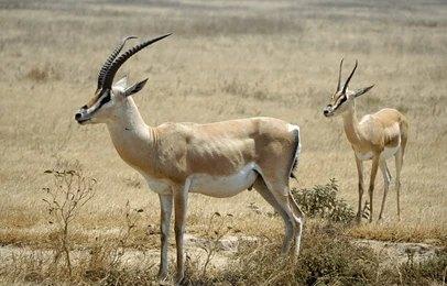 Paza Adventure Africa 8 Days Lake Manyara, Serengeti & Ngorongoro Crater Safari