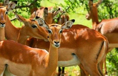 Paza Adventure Africa 8 Days Masai Mara, Lake Nakuru, Samburu, Sweetwaters & Treehotel Safari