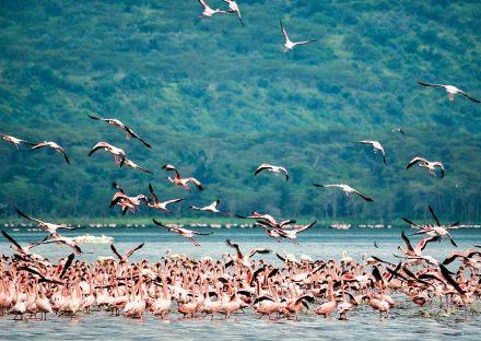 Paza Adventure Africa 8 Days Masai Mara, Lake Nakuru, Samburu, Sweetwaters & Treehotel Safari