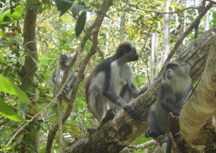 Paza Adventure Africa Excursions in Zanzibar