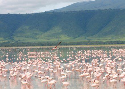 Lake Magadi One Day Excursion Safari