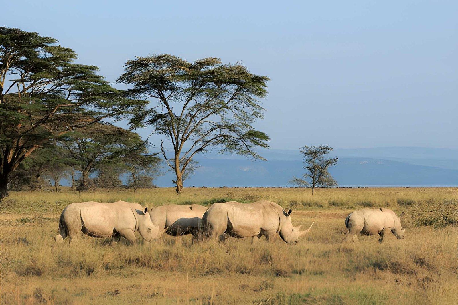 Lake Nakuru National Park Day Trip from Nairobi Safari