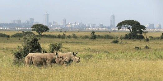 Nairobi National Park Daily
